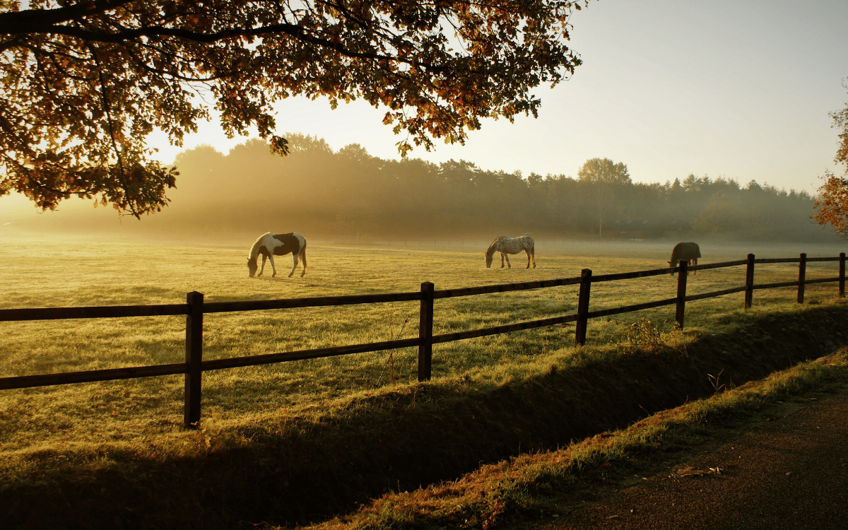 What to Look for When Buying a Horse Property in Northwest Arkansas